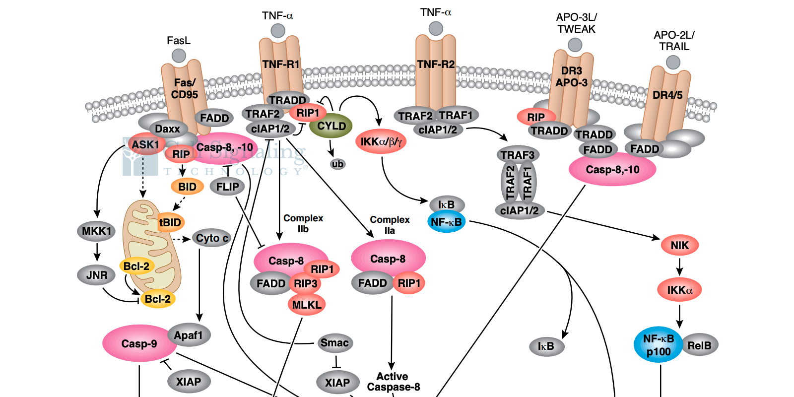 Cell Process How to Assess Cell Cytotoxicity